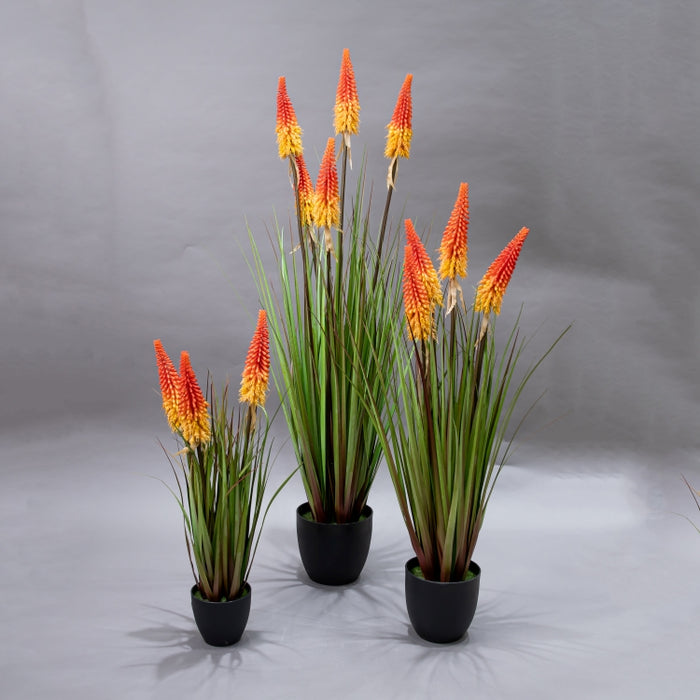 LONGJIN-70CM TORCH LILY GRASS (413252208)