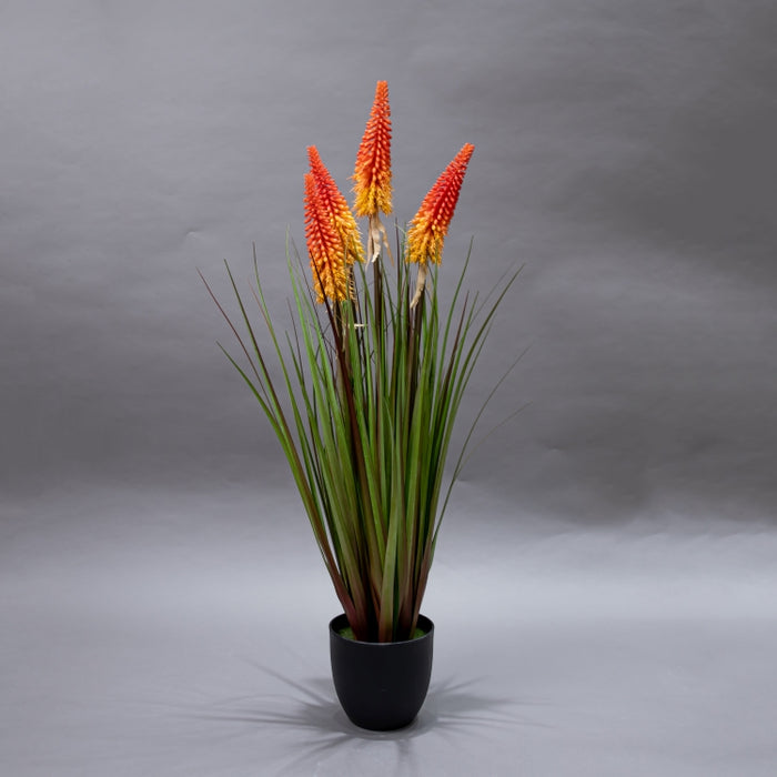 LONGJIN-90CM TORCH LILY GRASS ORG (413252209)