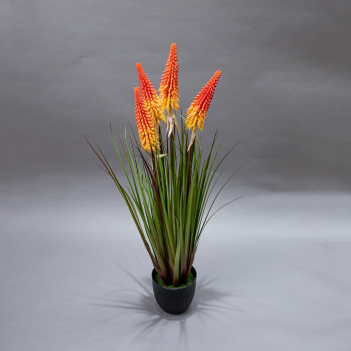 LONGJIN-90CM TORCH LILY GRASS ORG (413252209)